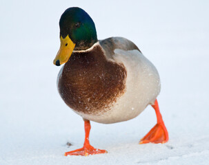 Wilde Eend, Mallard, Anas Plathyrhynchos