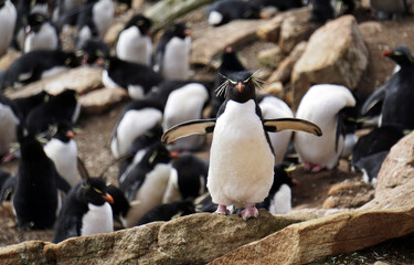 Rock Hopper Penguin