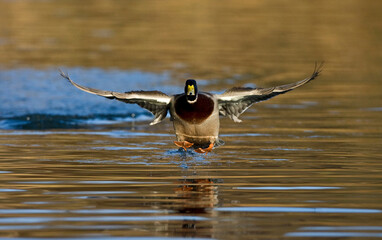 Wilde Eend, Mallard, Anas platyrhynchos