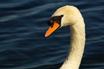 Swan