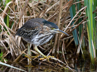 Green Heron, Groene Reiger, Butorides virescens