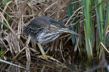 Green Heron, Groene Reiger, Butorides virescens