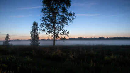 Obraz na płótnie Canvas a field with fog and a lone tree at dawn.