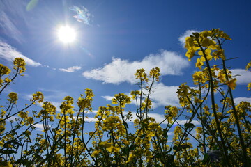 Yellow flowers of rapeseed against sky