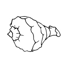 Doodle shell on a white background.Vector shell can be used in summer, beach designs,textiles