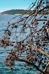 Kroatien. Zweige eines vertrockneten Baumes  hängen über das Ufer des Meeres. Im Hintergrund ist die bergige Küstenlandschaft zu sehen.