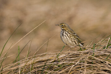 Graspieper, Meadow Pipit, Anthus pratensis