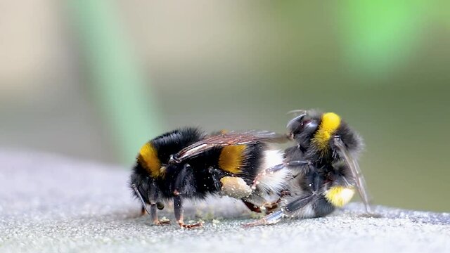 Bumblebee pairing, bombus terrestris, young queen and drone