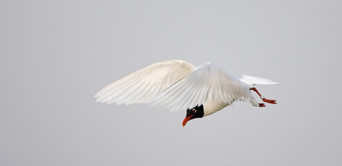 Mediterranean Gull, Zwartkopmeeuw, Larus melanocephalus