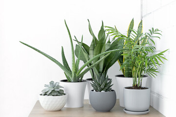 Home plants in different pots in a wooden table: sansevieria, succulents, aloe vera, hamedorea or Areca palm. Houseplants care concept.