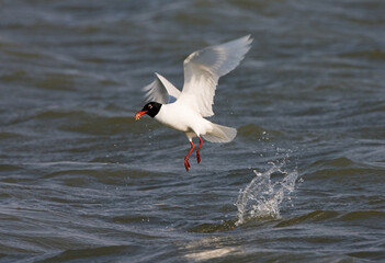 Mediterranean Gull, Zwartkopmeeuw, Larus melanocephalus