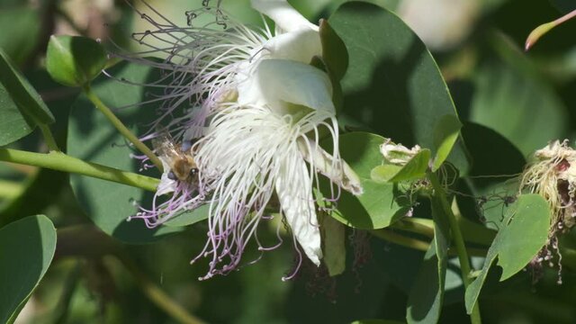 Cappero. Bee on a caper flower.A bee sucks nectar and collects pollen. Italy. 
