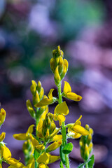 Genista tinctoria bush growing in the forest	