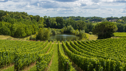 Fototapeta na wymiar Vignes - Culture vinicole en Gironde.