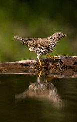 Grote Lijster, Mistle Thrush, Turdus viscivorus
