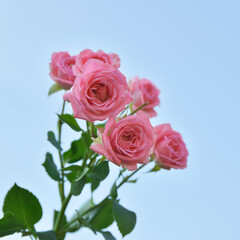 Pink roses - Pink flower with sky background