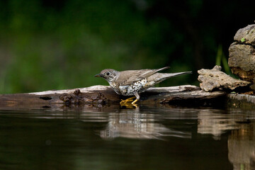 Grote Lijster, Mistle Thrush, Turdus viscivorus