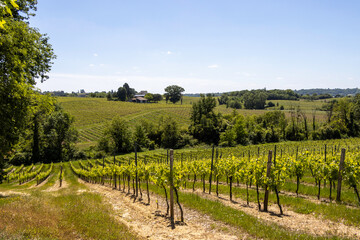 Vignes - Culture vinicole en Gironde.