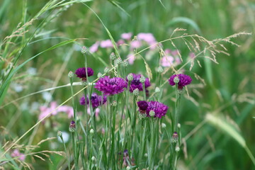 flowers in the garden