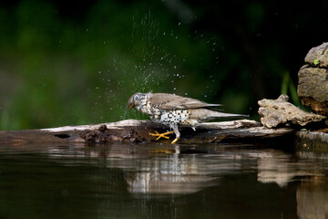 Grote Lijster, Mistle Thrush, Turdus viscivorus