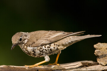 Grote Lijster, Mistle Thrush, Turdus viscivorus