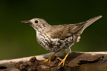 Grote Lijster, Mistle Thrush, Turdus viscivorus