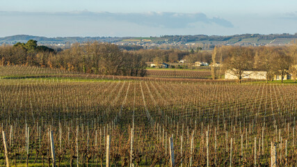 Fototapeta na wymiar Vignes - Culture vinicole en Gironde.