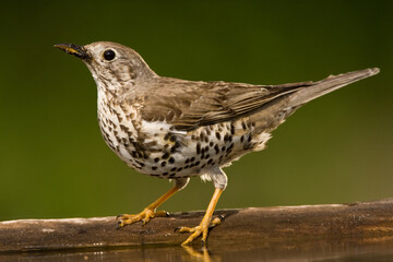 Grote Lijster, Mistle Thrush, Turdus viscivorus