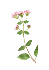 Watercolor oregano plant botanical illustration. Hand drawn branch with pink flowers and leaves isolated on white background. Herbal medicine, aroma therapy and spices