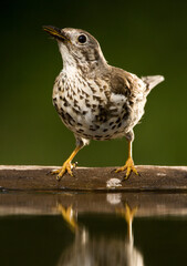 Grote Lijster, Mistle Thrush, Turdus viscivorus