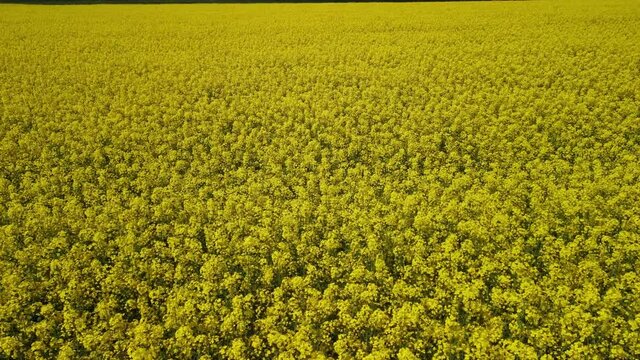Bright yellow field with rapeseed flowers. View from a height of a flying drone.