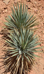 Naklejka na ściany i meble cactus in desert