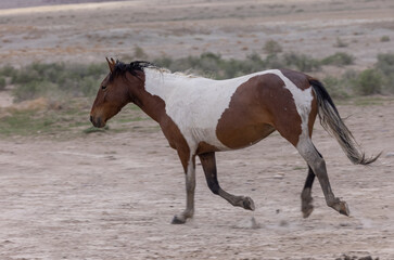 Obraz premium Wild Horse in the Utah Desert