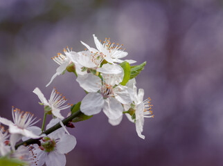 tree blossom