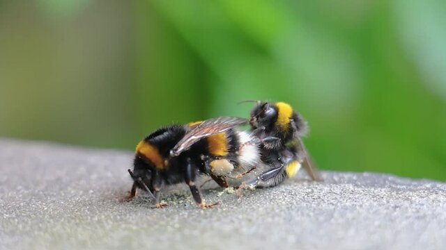 Bumblebee Couple In Love Bombus terrestris Insect Copulation