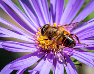bee on flower