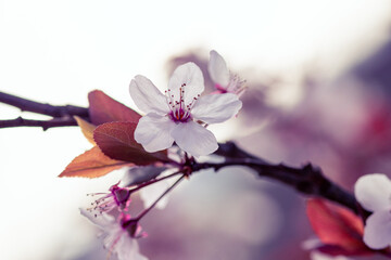 Cherry blossom dream