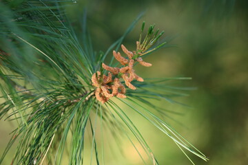 pine tree branch