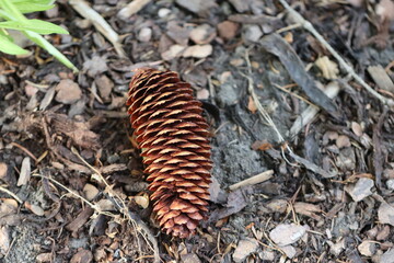 close up of a cones