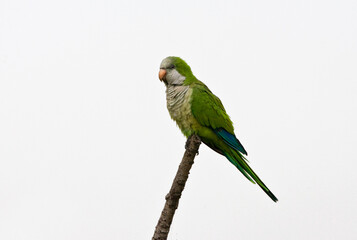 Monniksparkiet, Monk Parakeet, Myiopsitta monachus