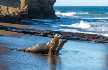 Fototapeta premium Galapagos Sea Lion (Zalophus wollebaeki) mother with puppy on beach, Santiago island, Galapagos national park, Ecuador.