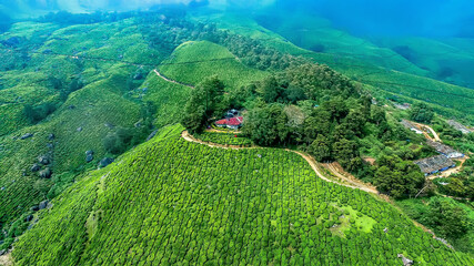 Obraz premium Munnar tea plantation most beautiful place of kerala india 