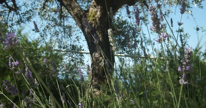 Lavender flower. Purple lavender flower. Video shot tour.An ear in bloom in a Mediterranean garden near the Cinque Terre.  Italy. 