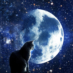 cat sitting in front a full moon