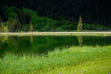 reflection of trees and forest in Lauenensee, Bernese Oberland