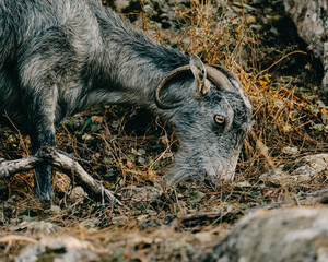 Wild mountain cyprus goat eating grass