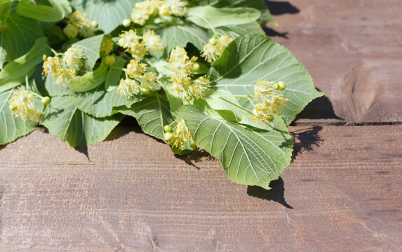 View On Linden Tilia Cordata Flowers And Leaves Being Dried On Wooden Board, To Be Used As Herbal Tea Later.