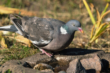 Side view of common wood pigeon on the ground ready to drink water from a bird bath