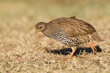 Natal-frankolijn, Natal Francolin, Francolinus natalensis