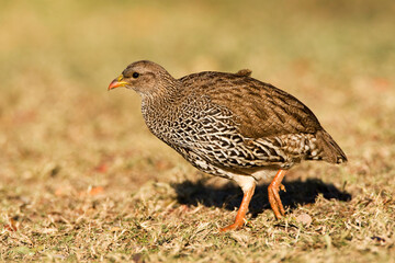 Natal-frankolijn, Natal Francolin, Francolinus natalensis
